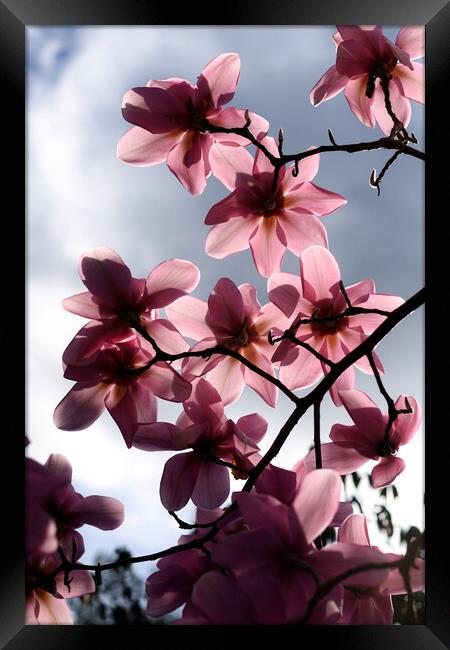 Pink magnolia flowers backlit Framed Print by Theo Spanellis