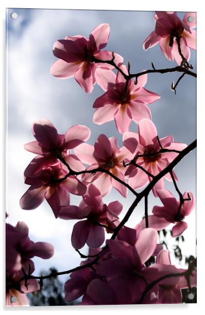 Pink magnolia flowers backlit Acrylic by Theo Spanellis