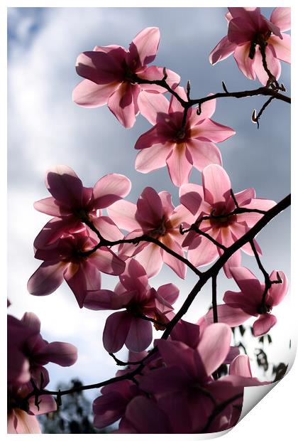 Pink magnolia flowers backlit Print by Theo Spanellis