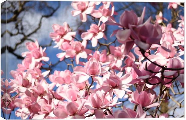 Pink magnolia flowers Canvas Print by Theo Spanellis