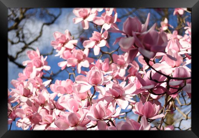 Pink magnolia flowers Framed Print by Theo Spanellis