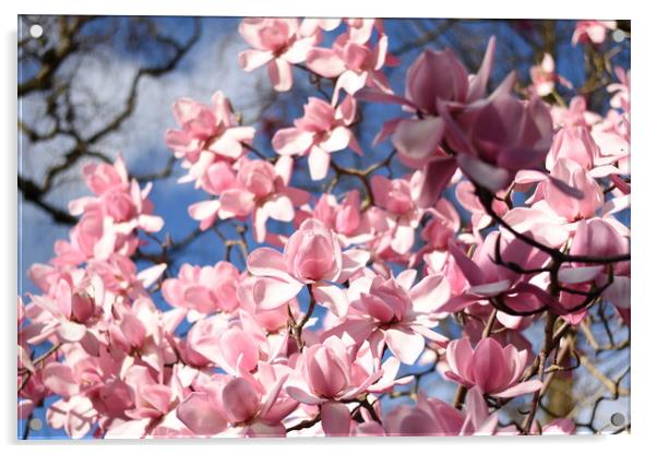 Pink magnolia flowers Acrylic by Theo Spanellis