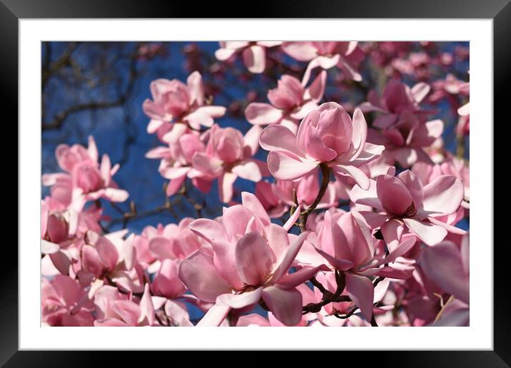 Pink magnolia flowers Framed Mounted Print by Theo Spanellis