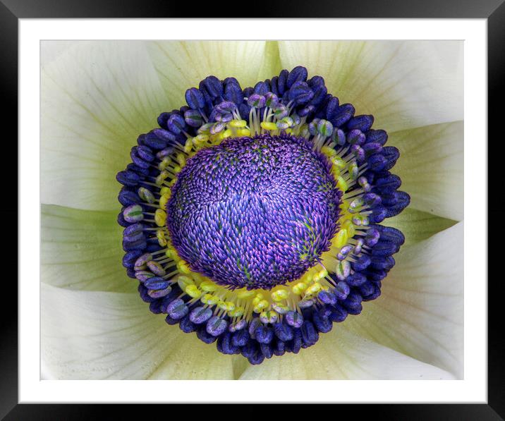 Anemone Framed Mounted Print by Karl Oparka
