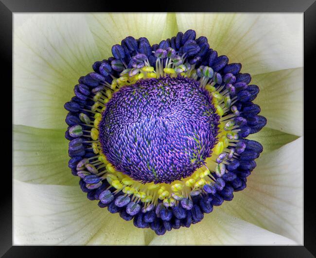 Anemone Framed Print by Karl Oparka