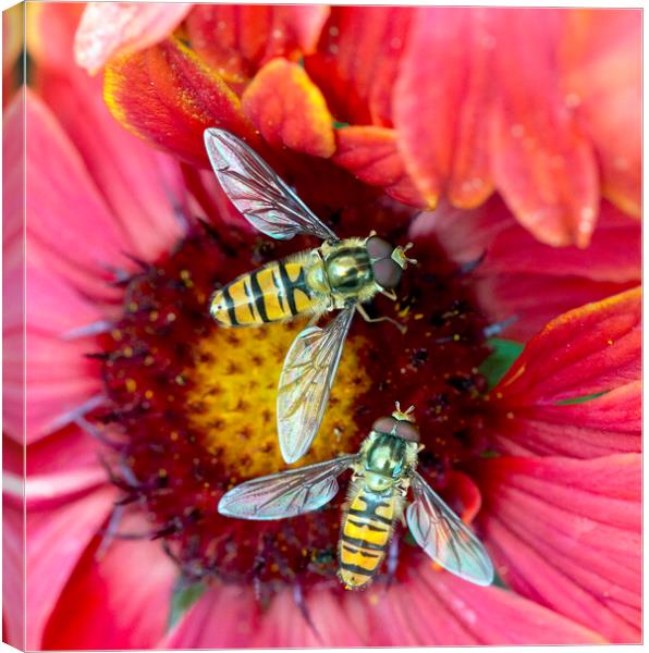 Hoverflies pollinating a red flower Canvas Print by Karl Oparka