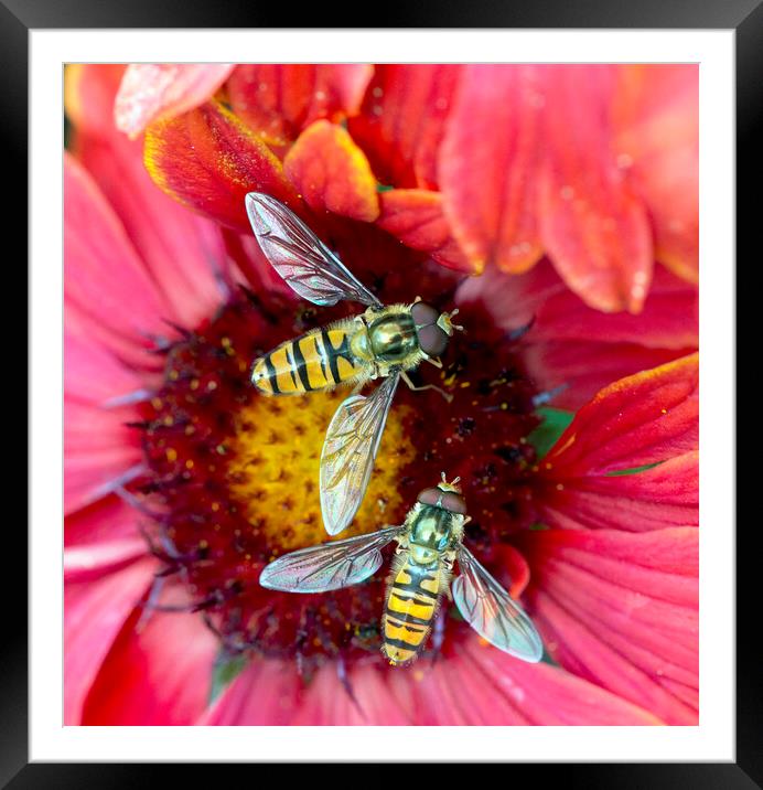Hoverflies pollinating a red flower Framed Mounted Print by Karl Oparka