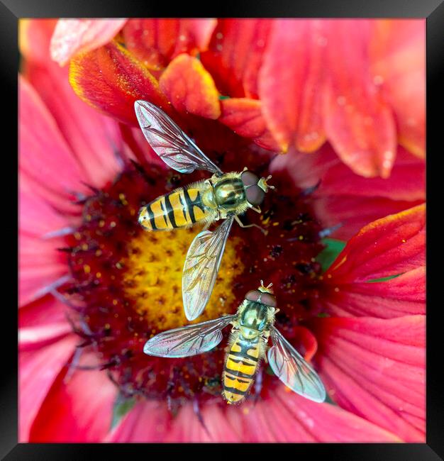 Hoverflies pollinating a red flower Framed Print by Karl Oparka