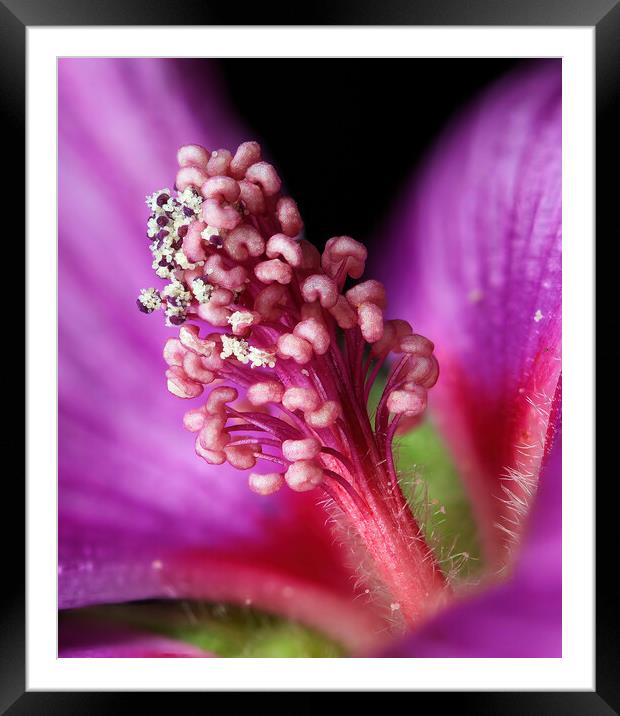Lavateria flower, showing anther dehiscence and the release of pollen grains Framed Mounted Print by Karl Oparka