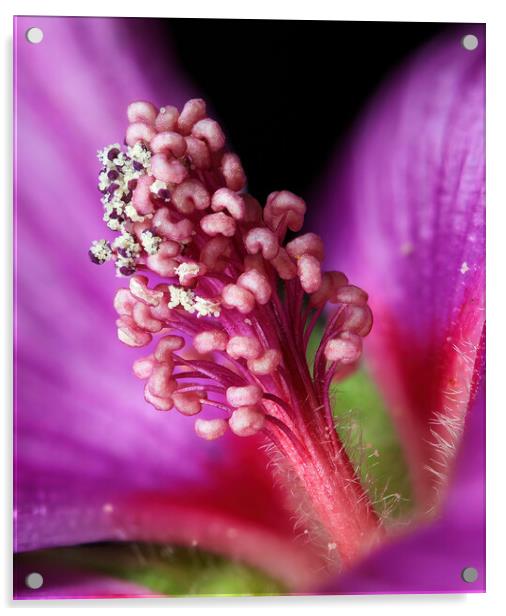 Lavateria flower, showing anther dehiscence and the release of pollen grains Acrylic by Karl Oparka