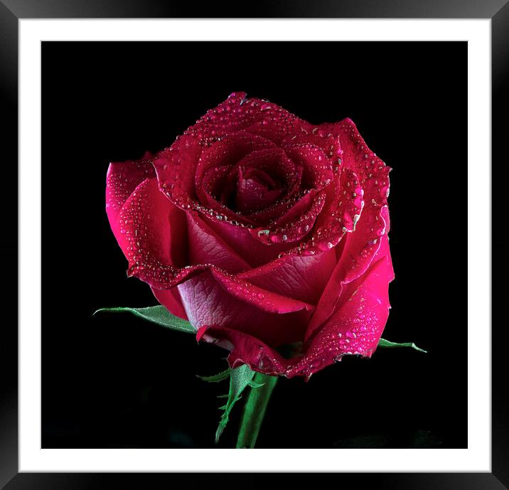 A red rose with water droplets on the petals Framed Mounted Print by Karl Oparka
