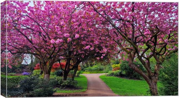 Cherrry Blossoms, Avenham & Miller Park  Canvas Print by Michele Davis
