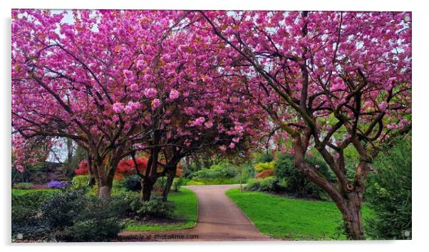 Cherrry Blossoms, Avenham & Miller Park  Acrylic by Michele Davis