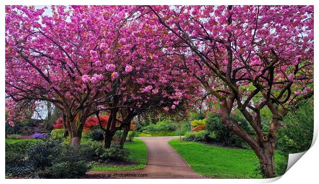 Cherrry Blossoms, Avenham & Miller Park  Print by Michele Davis