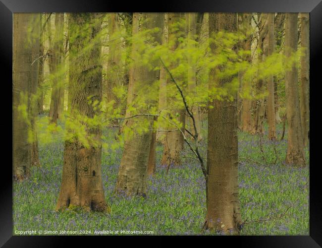 windy woodland with bluebells Framed Print by Simon Johnson