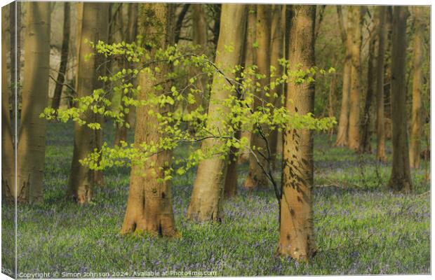 sunlit tree and bluebell woodland Canvas Print by Simon Johnson