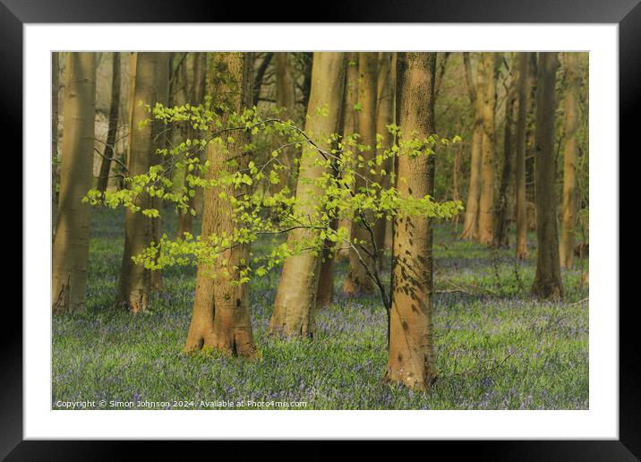 sunlit tree and bluebell woodland Framed Mounted Print by Simon Johnson