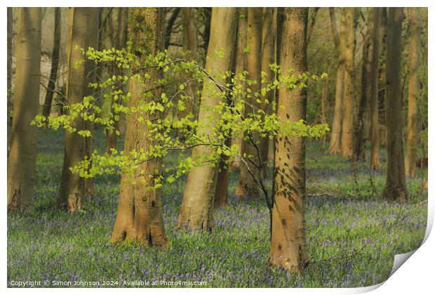 sunlit tree and bluebell woodland Print by Simon Johnson