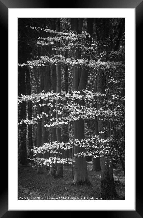 Sunlit tree monochrome  Framed Mounted Print by Simon Johnson