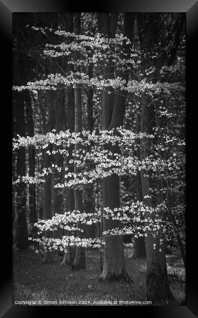 Sunlit tree monochrome  Framed Print by Simon Johnson