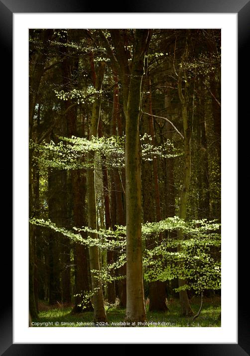 Sunlit woodland  Framed Mounted Print by Simon Johnson