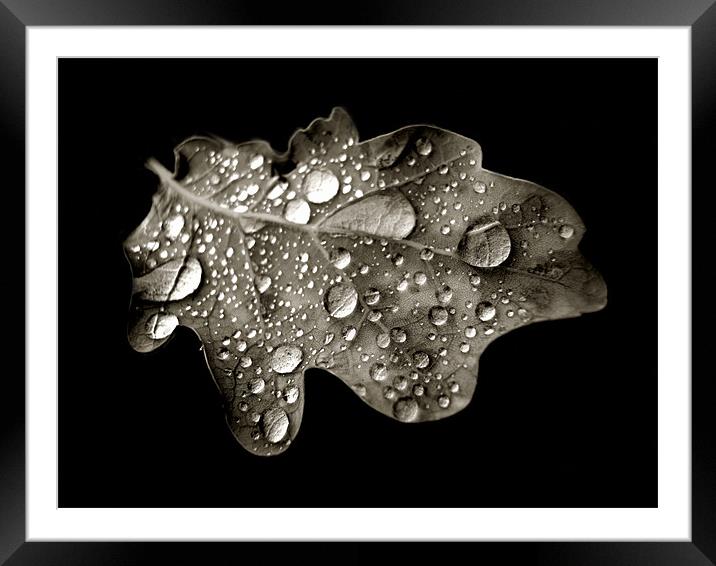 oak leaf in black and white Framed Mounted Print by Heather Newton