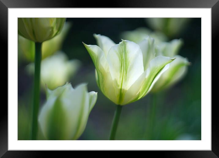 Tulips Framed Mounted Print by Alison Chambers