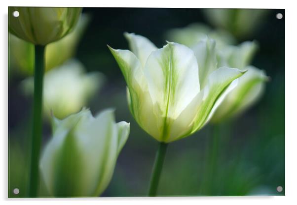 Tulips Acrylic by Alison Chambers