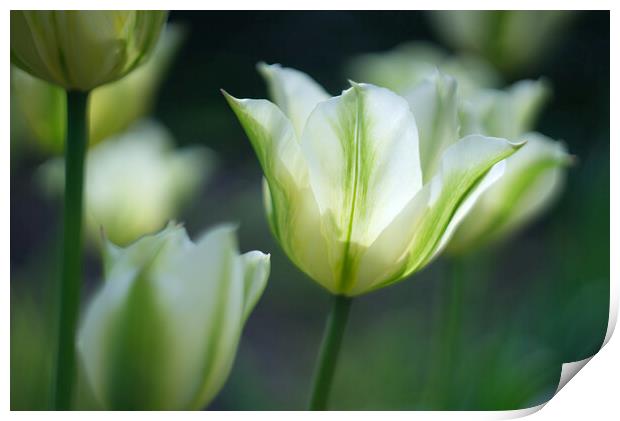 Tulips Print by Alison Chambers