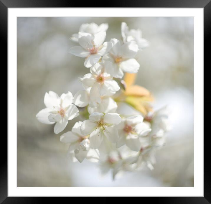 Cherry Blossom  Framed Mounted Print by Alison Chambers