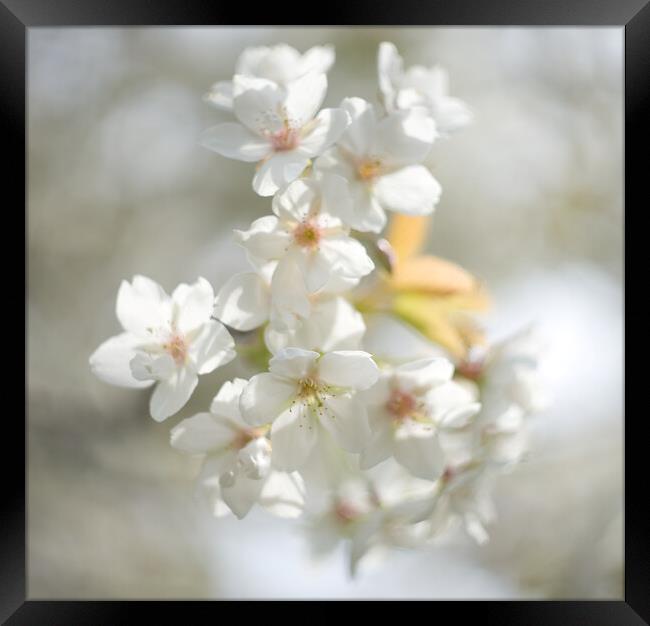 Cherry Blossom  Framed Print by Alison Chambers