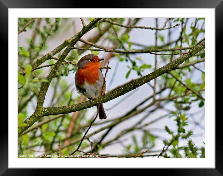 Robin  Framed Mounted Print by Tom Curtis