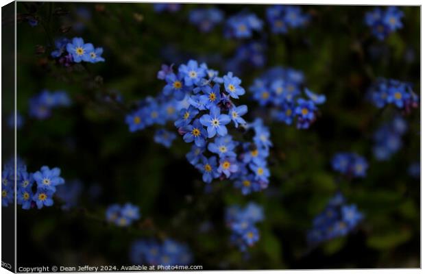 Forget-Me-Not Canvas Print by Dean Jeffery