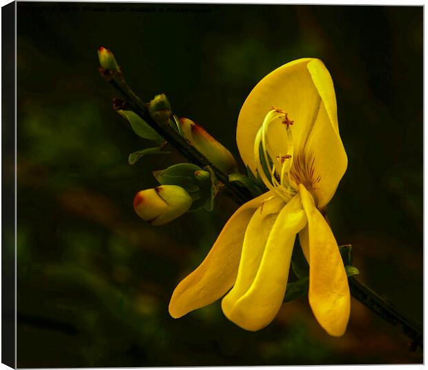 Broom in Bloom Canvas Print by Martin Wheeler
