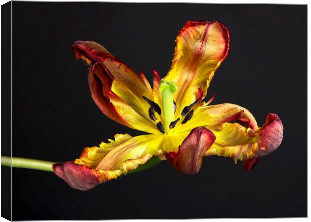 Picture of a senescing tulip flower Canvas Print by Karl Oparka