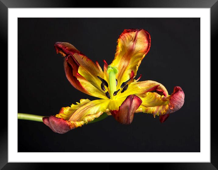 Picture of a senescing tulip flower Framed Mounted Print by Karl Oparka