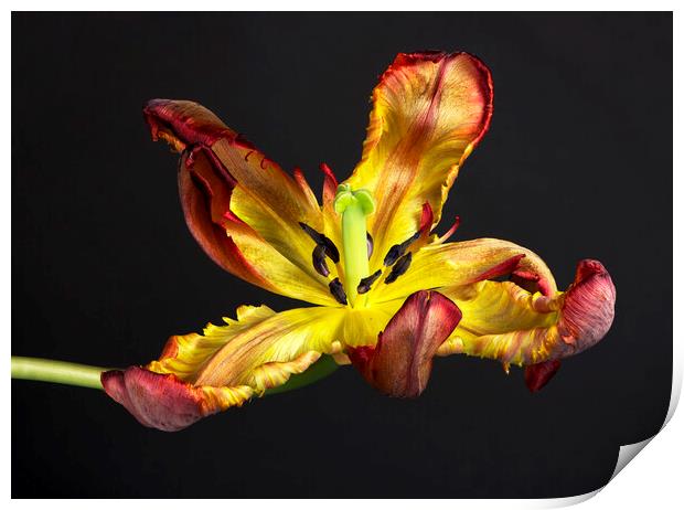Picture of a senescing tulip flower Print by Karl Oparka