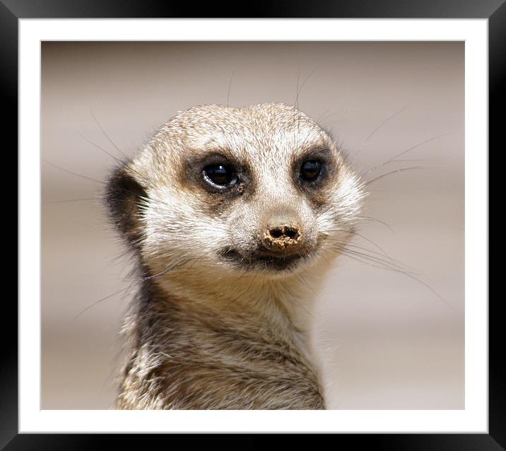 meerkat Framed Mounted Print by Elouera Photography