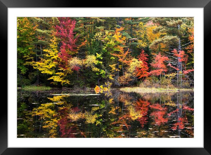 Autumn Colours, New Hampshire Framed Mounted Print by Karl Oparka