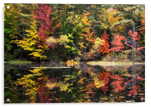Autumn Colours, New Hampshire Acrylic by Karl Oparka