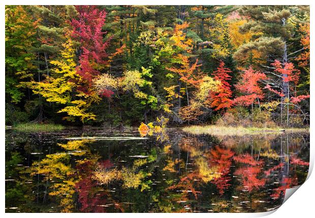 Autumn Colours, New Hampshire Print by Karl Oparka