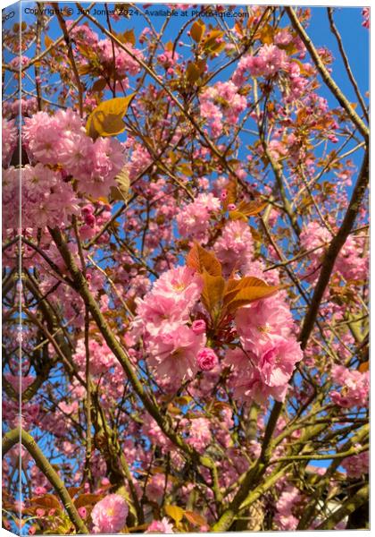 Sunlit Cherry Blossom Canvas Print by Jim Jones