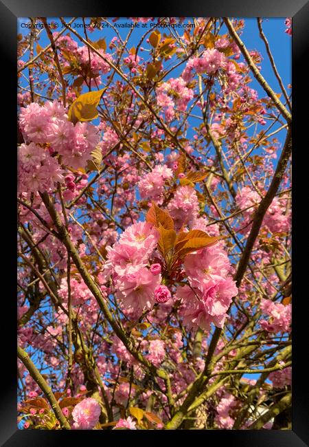 Sunlit Cherry Blossom Framed Print by Jim Jones