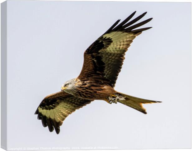 Majestic Gliding Red Kite Canvas Print by Stephen Thomas Photography 