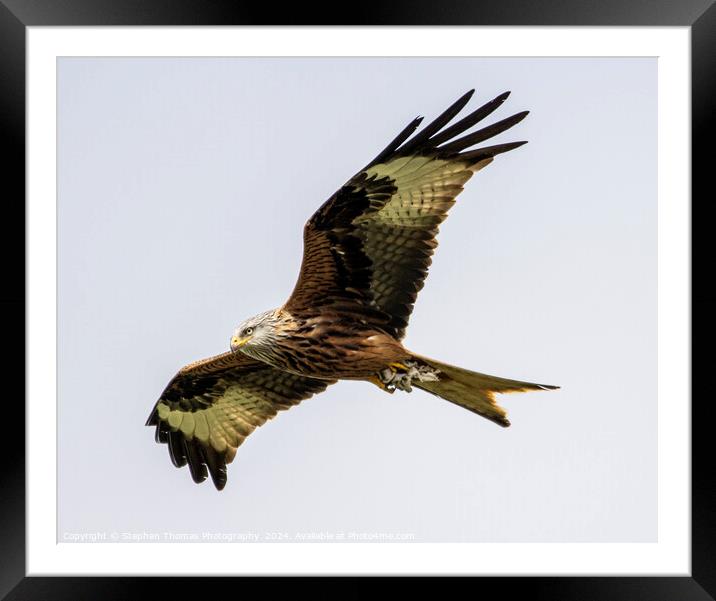 Majestic Gliding Red Kite Framed Mounted Print by Stephen Thomas Photography 
