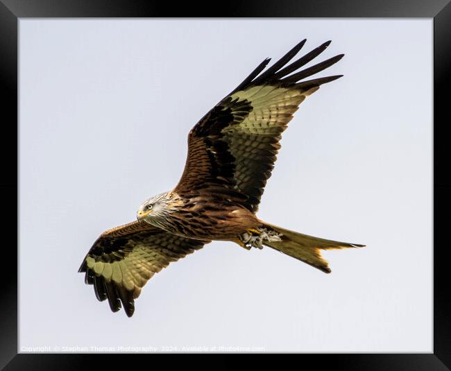 Majestic Gliding Red Kite Framed Print by Stephen Thomas Photography 