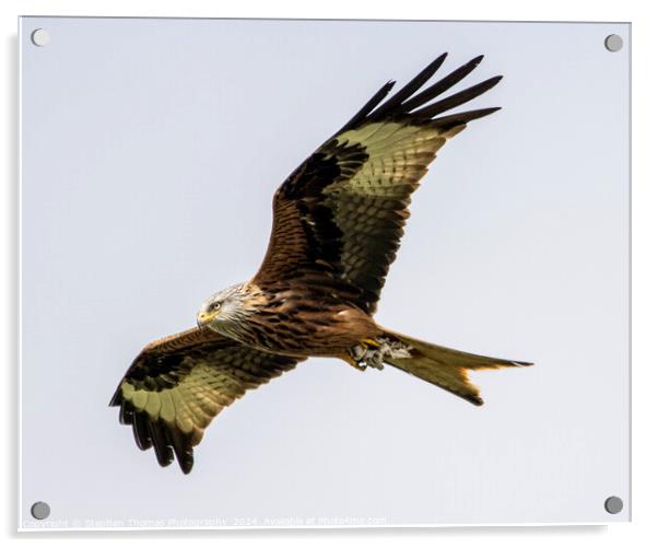 Majestic Gliding Red Kite Acrylic by Stephen Thomas Photography 