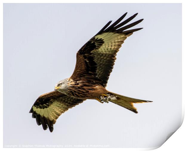 Majestic Gliding Red Kite Print by Stephen Thomas Photography 