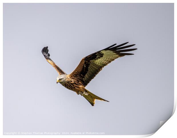 Majestic Gliding Red Kite Print by Stephen Thomas Photography 