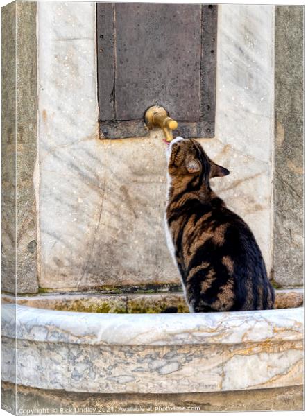 Thristy Cat Canvas Print by Rick Lindley